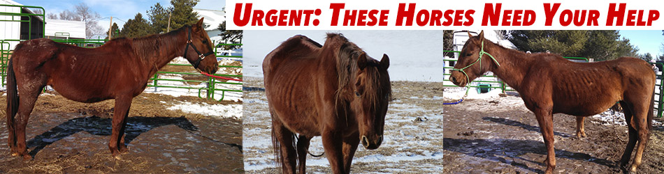 Horses, donation form